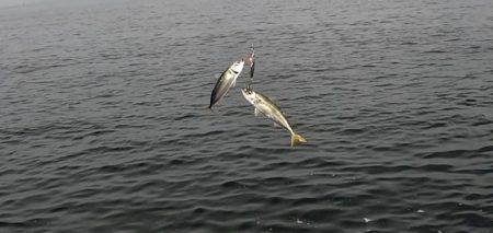 さば・サバ・鯖