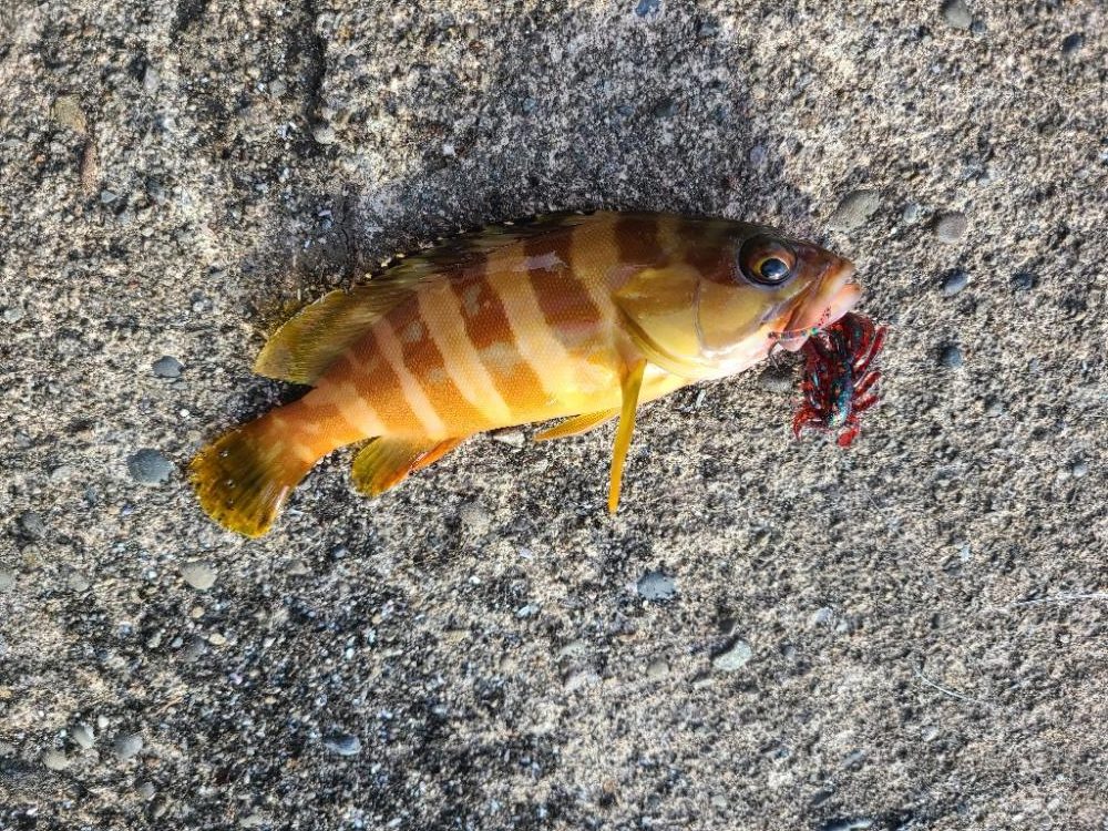 五目釣り達成！