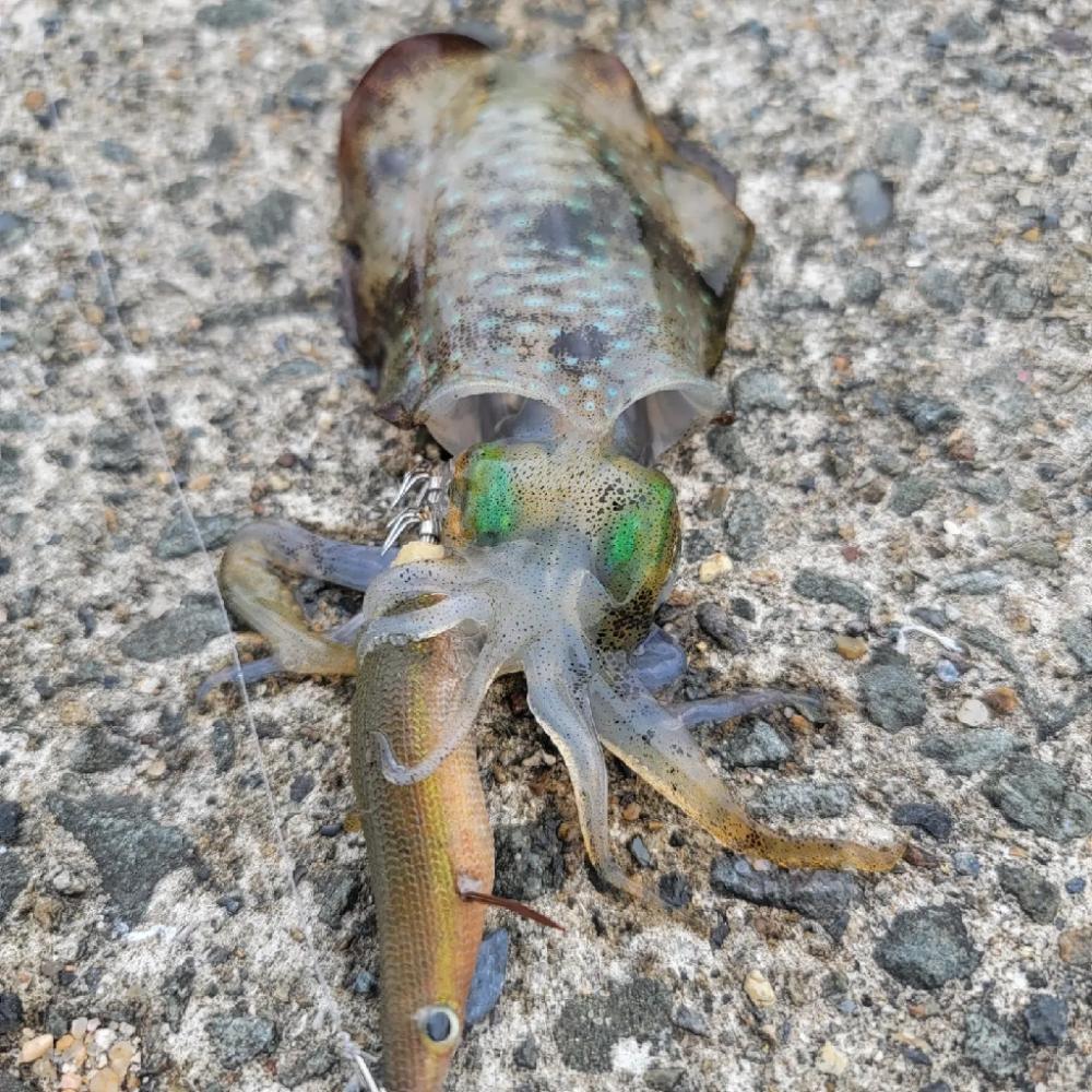 涼しさのあるエギング