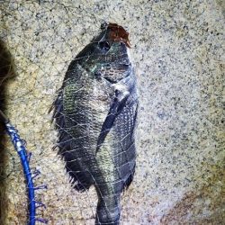 ひたひたの満潮。でのチニング。