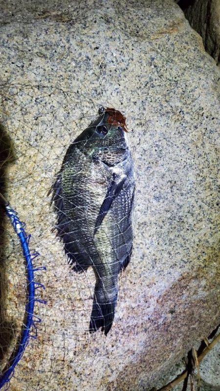 ひたひたの満潮。でのチニング。