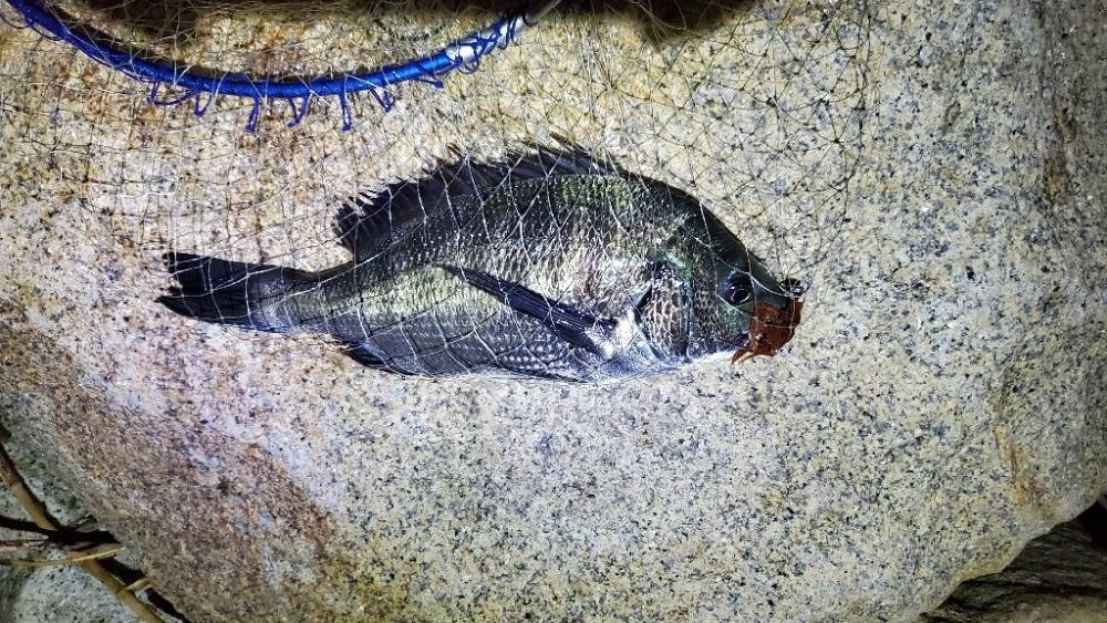 ひたひたの満潮。でのチニング。