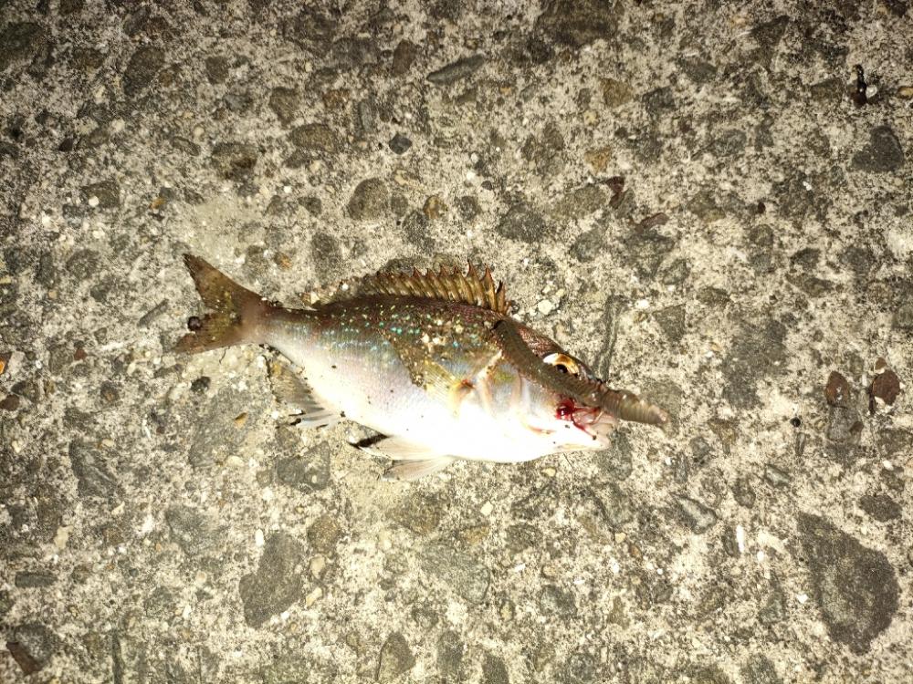 ちょい遠出の撃沈