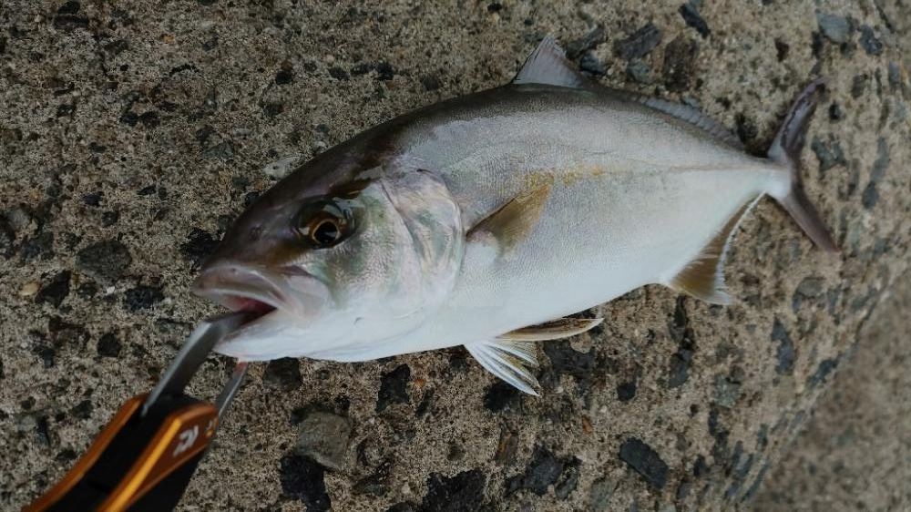 岬町スーパーライトショアジギング2