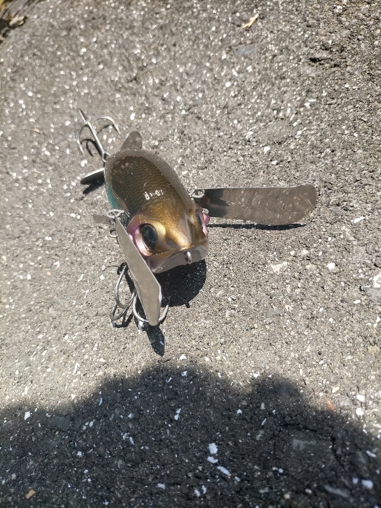 ちょっいとナマズ