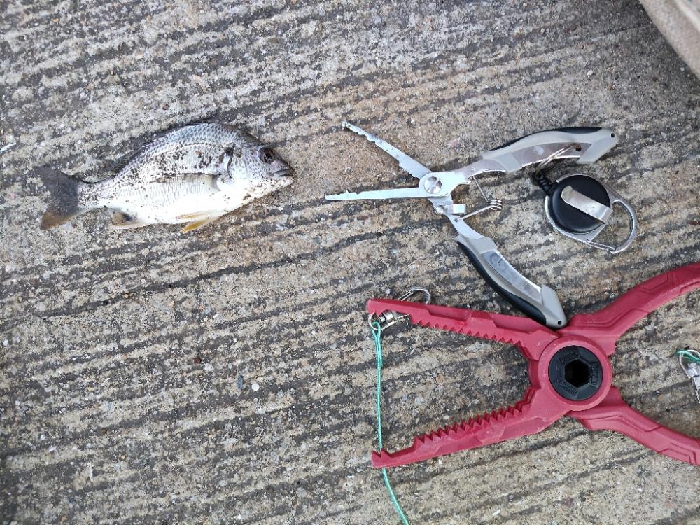 毎度お馴染みの夜釣り