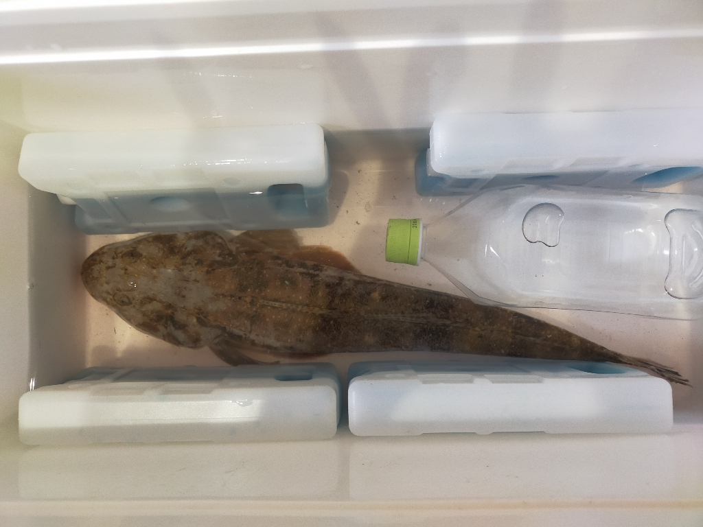 初場所一投目でマゴチ!