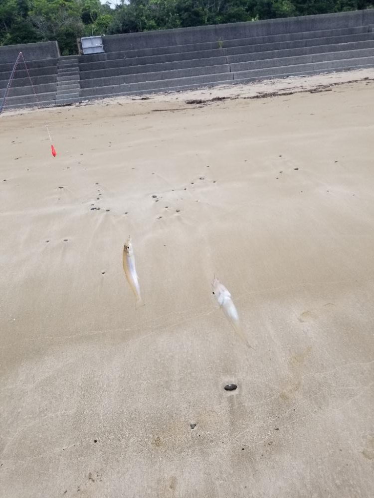 最近渋いキス釣り