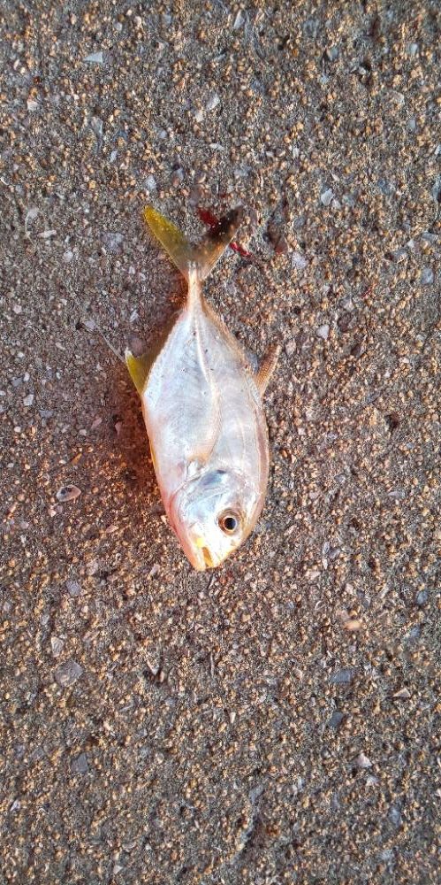 別府にてキス調査