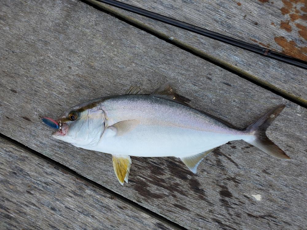 ダイソーショアジギング