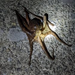 今季5、6杯目🐙…