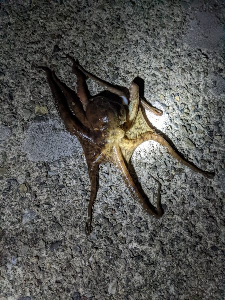 今季5、6杯目🐙…