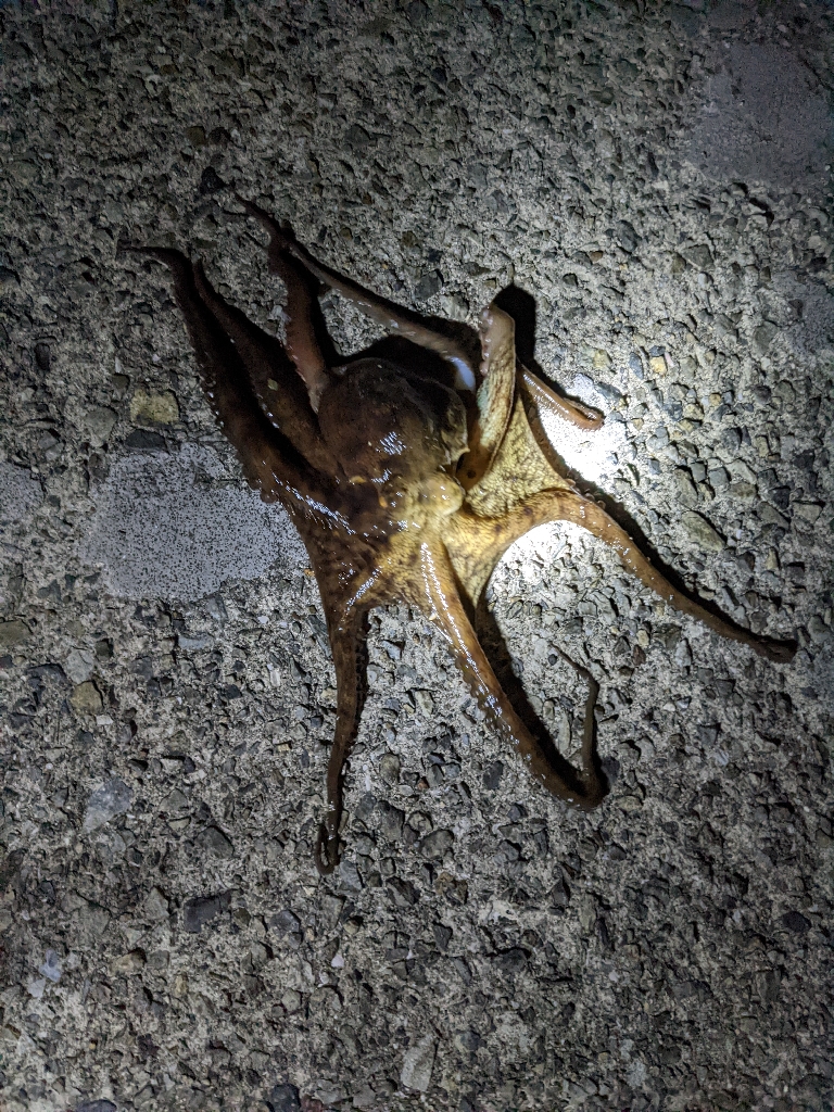 今季5、6杯目🐙🐙!!