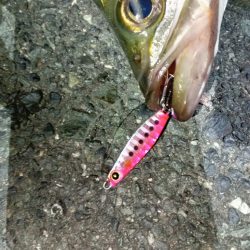 関門海峡　ライトゲーム