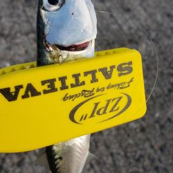 アジ探し@佐野漁港