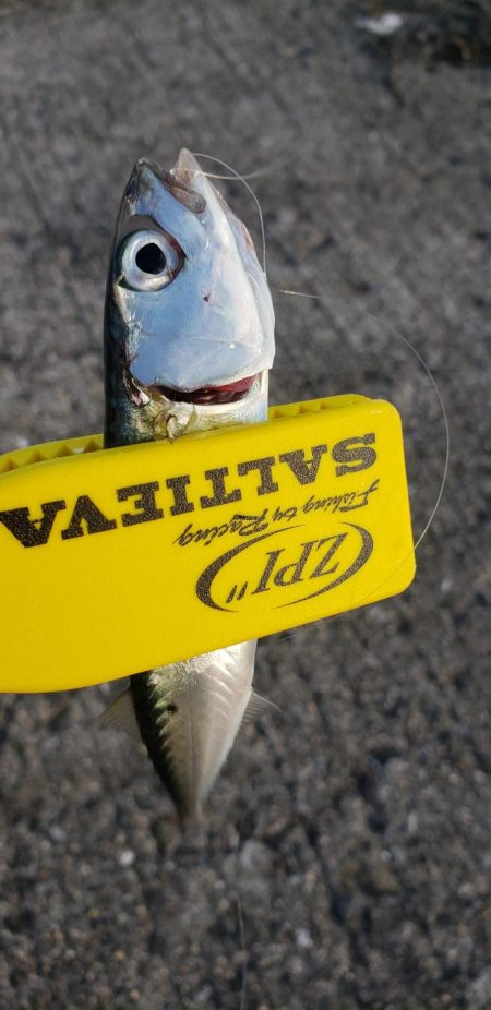 アジ探し@佐野漁港