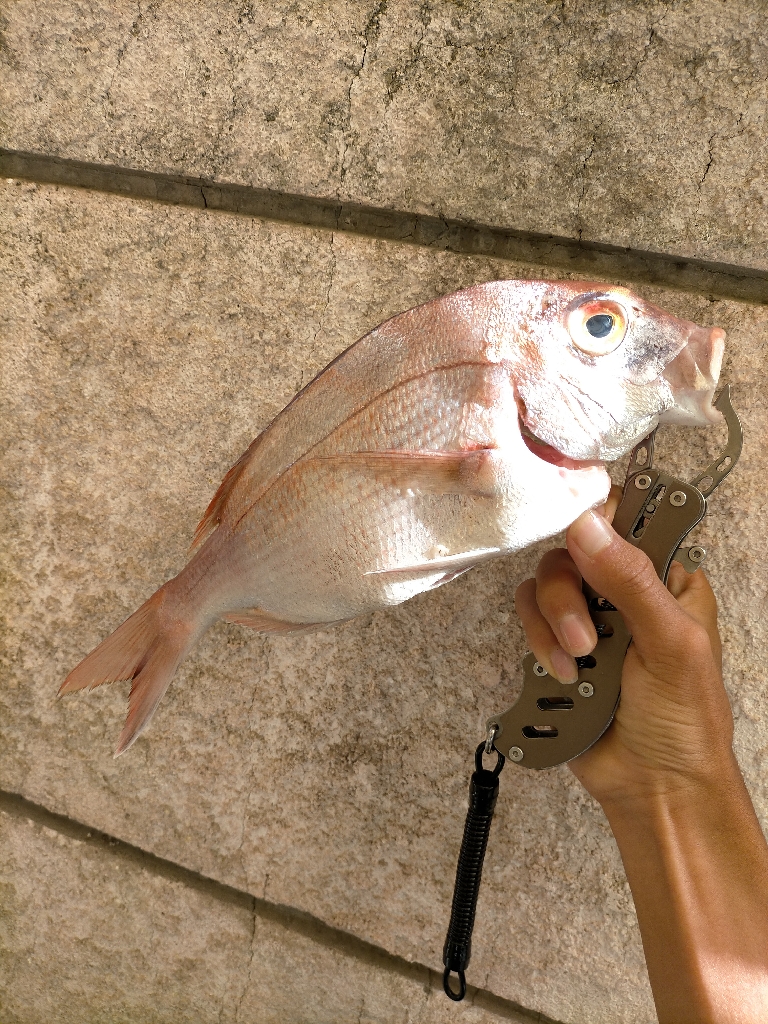 ショアからマダイ!?