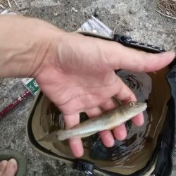 ハゼ釣りの珍客