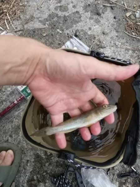 ハゼ釣りの珍客