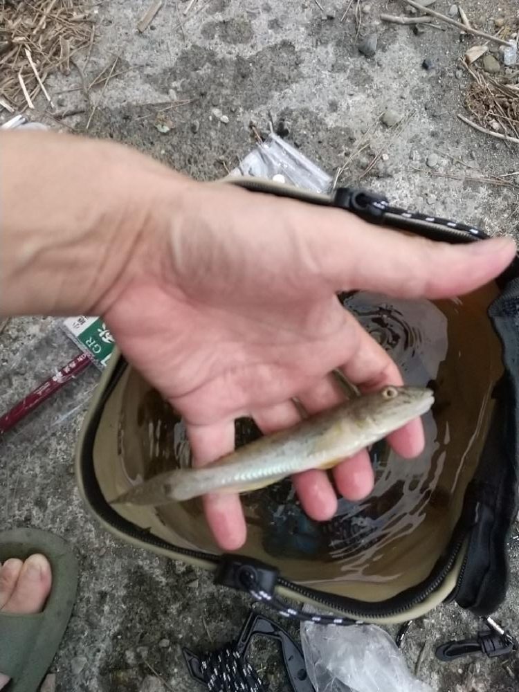 ハゼ釣りの珍客