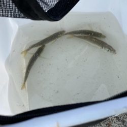 サヨリシーズンイン!