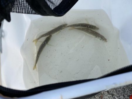 サヨリシーズンイン!