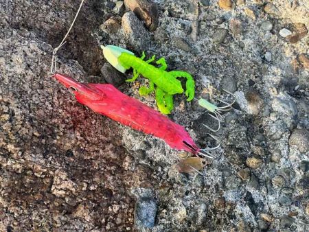 姫路でタコ釣り｜激渋ながら記録サイズのデカタコゲット♪