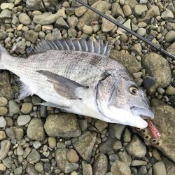 泉南にメッキとカマス調査