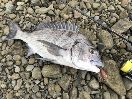 泉南にメッキとカマス調査