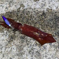 ショアケンサキイカ爆釣！