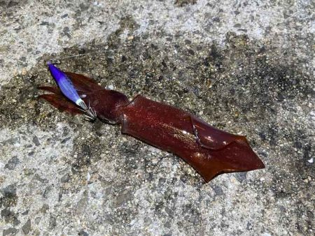 ショアケンサキイカ爆釣！