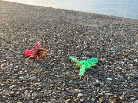 なかなか釣れないタコ