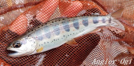 今シーズン最終釣行、支流で良型