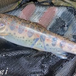 お盆明けの揖保川支流へ