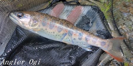 お盆明けの揖保川支流へ