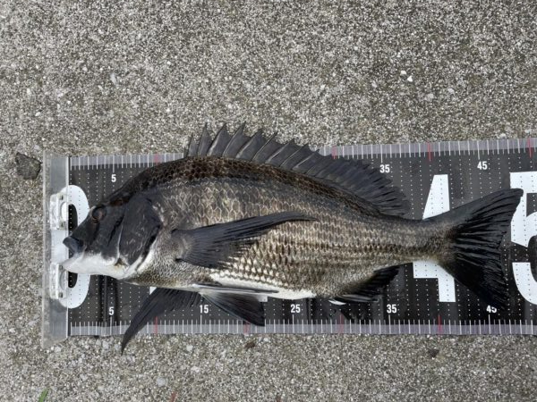 イチノ兄弟、釣果！