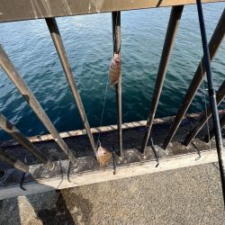 明石タコリベンジジャーズ