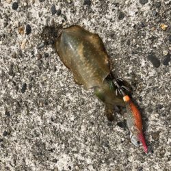 アオリイカ　新子