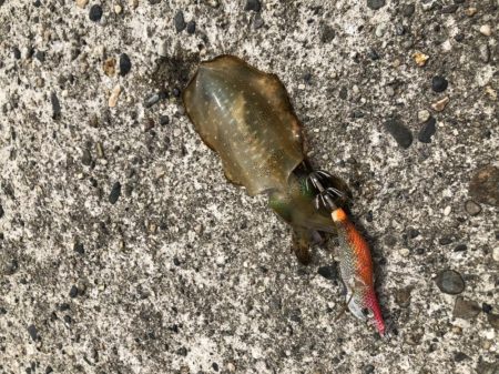 アオリイカ　新子