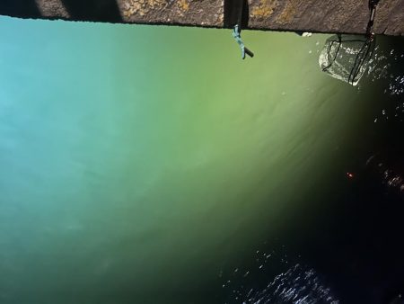 地元でヒイカ釣り