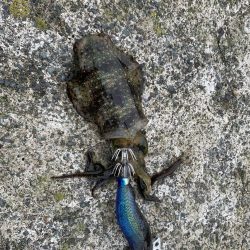 高浜アオリイカ新子調査。