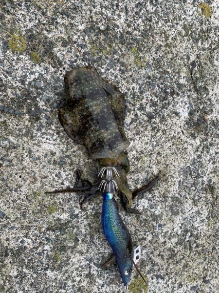 高浜アオリイカ新子調査。