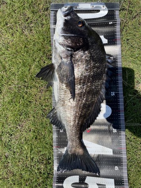 イチノ兄弟、釣果！