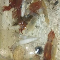 壱岐ではなく対馬ですが……