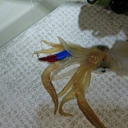 壱岐ではなく対馬ですが……