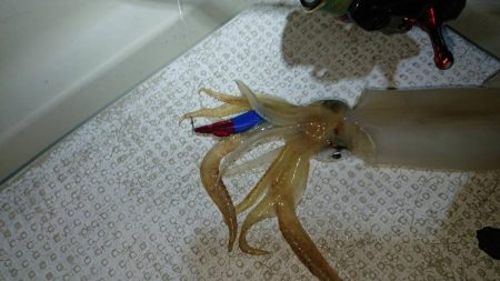 壱岐ではなく対馬ですが……