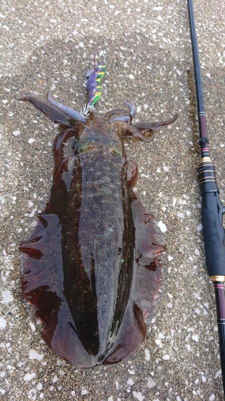 対馬エギング釣果