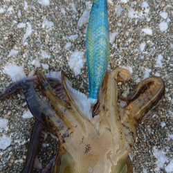 対馬エギング釣果