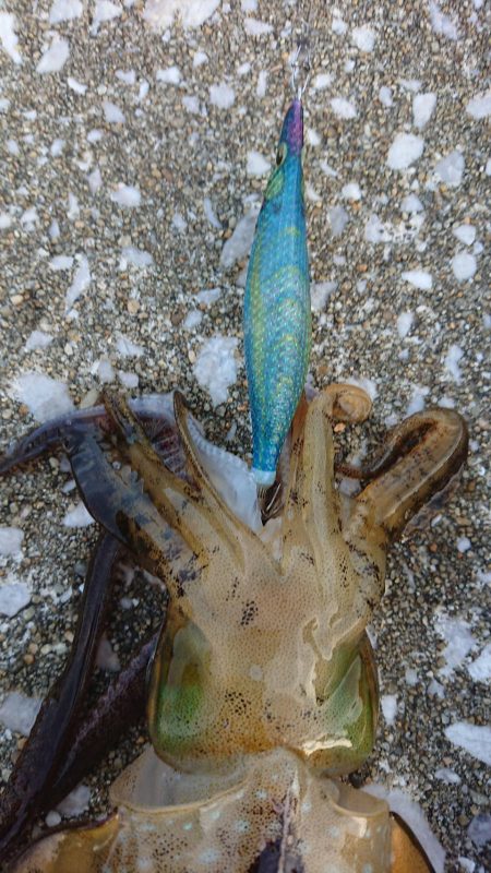 対馬エギング釣果
