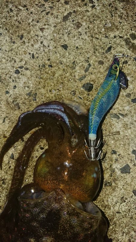 対馬エギング釣果